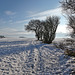 Winter Shadows - East Ayton Moor (1 note)