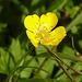 20230531 0362CPw [D~LIP] Kriechender Hahnenfuß (Ranunculus repens), UWZ, Bad Salzuflen