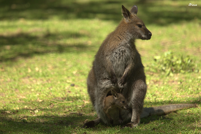 Wallabies