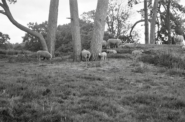 The Gathering The Gathering