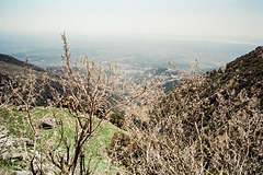 You can see blossom, you can see Dharamshala