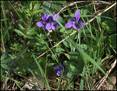 Viola (3)