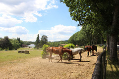photo du Limousin
