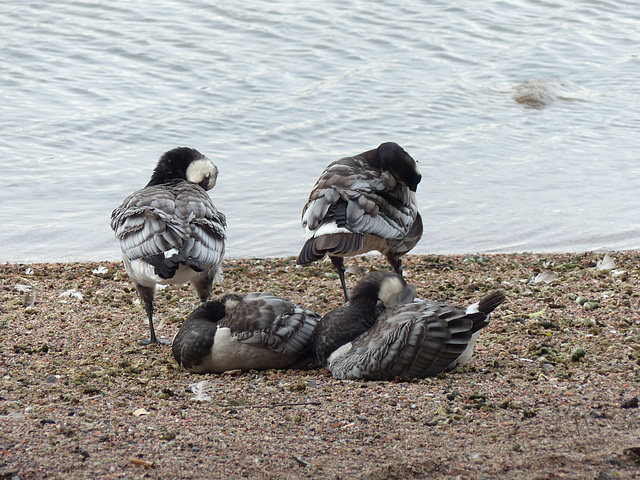 Barnacle Geese (1) - 1 August 2016