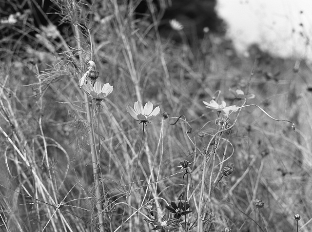 Cosmos in the dry weeds