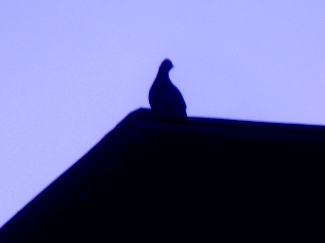 Grouse on the ridge