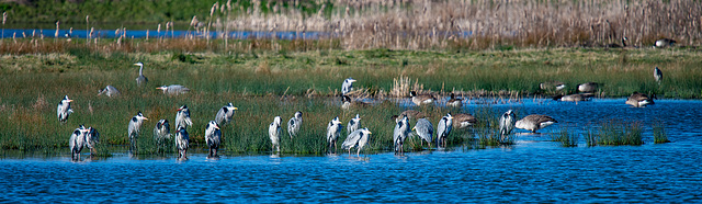 Herons