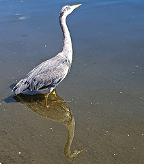 Heron reflected
