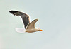 Seagull in flight (2)