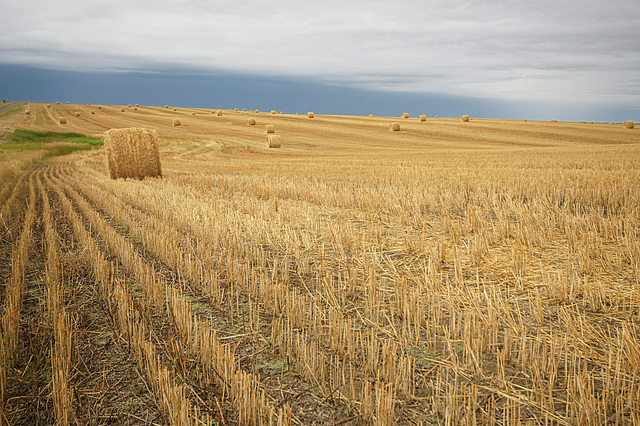 bales near Sceptre