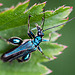 20110519 2800RMw [D~MI] Grüner Scheinbockkäfer (Oedemera nobilis), Großes Torfmoor, Hille