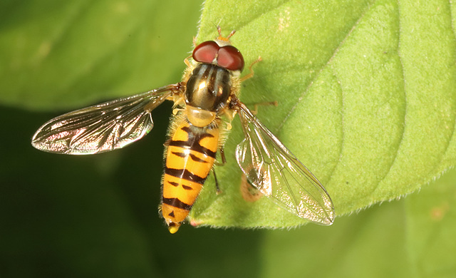 IMG 3966Hoverfly