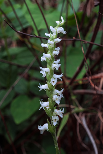 Spiranthes cernua (Nodding Ladies'-tresses orchid)