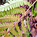 Gelappter Schildfarn (Polystichum aculeatum)