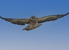 Swainson's Hawk