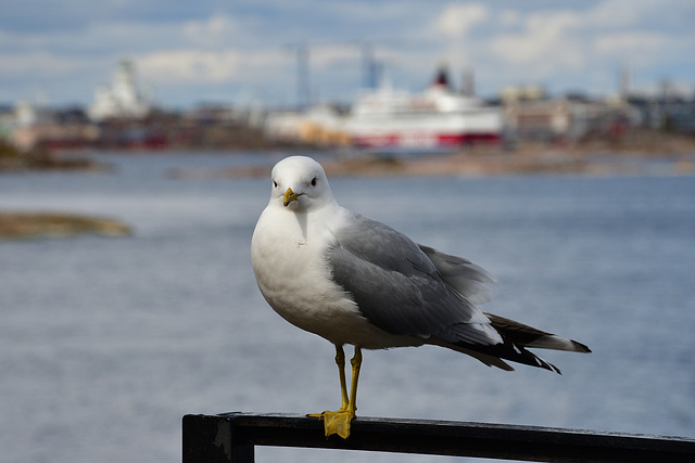 Seagull