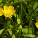 20230531 0363CPw [D~LIP] Kriechender Hahnenfuß (Ranunculus repens), UWZ, Bad Salzuflen