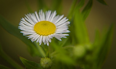 Das Einjährige Berufkraut (Erigeron annuus) genauer angeschaut :))  A closer look at the annual fleabane (Erigeron annuus) :))  Regardons de plus près la vergerette annuelle (Erigeron annuus) :))