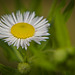 Das Einjährige Berufkraut (Erigeron annuus) genauer angeschaut :))  A closer look at the annual fleabane (Erigeron annuus) :))  Regardons de plus près la vergerette annuelle (Erigeron annuus) :))