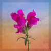 Antirrhinum