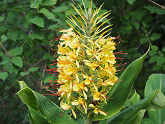 Ginger Lilly