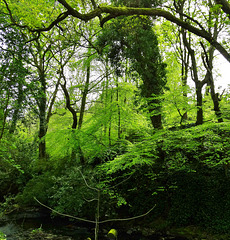 Things I Saw in Jesmond Dene