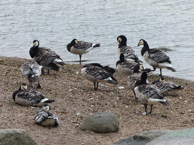 Barnacle Geese (2) - 1 August 2016