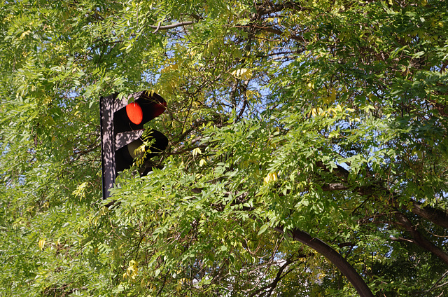 Un feu rouge pour les oiseaux