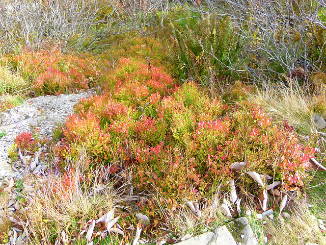 Herbstliche Blaubeer-/ Bickbeer-/ Heidelbeer-Sträucher