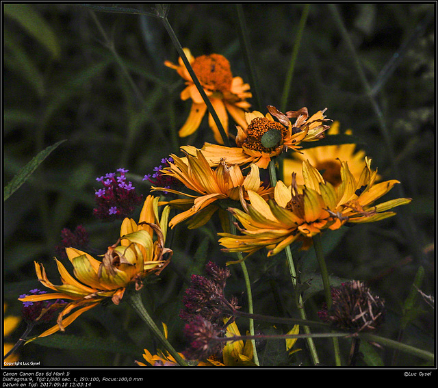 IMG 8698.jpg 2017 09 18 Bloemen + Insecten