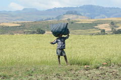 Ethiopian Peasant