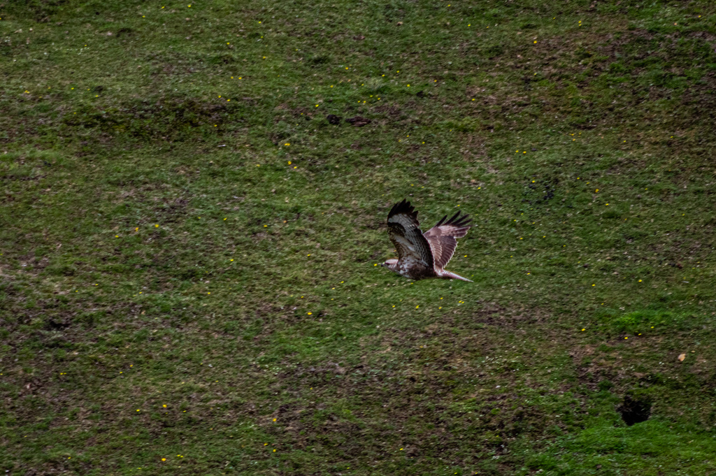 Buzzard