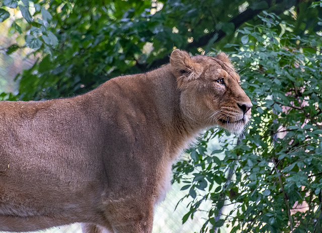 Lioness