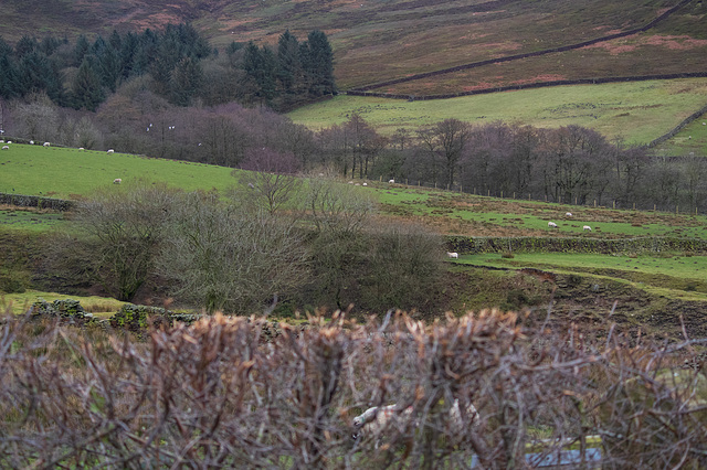 The view over a thrashed hedge