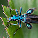 20110519 2806RMw [D~MI] Grüner Scheinbockkäfer (Oedemera nobilis), Großes Torfmoor, Hille