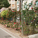 Flowers On The Seafront