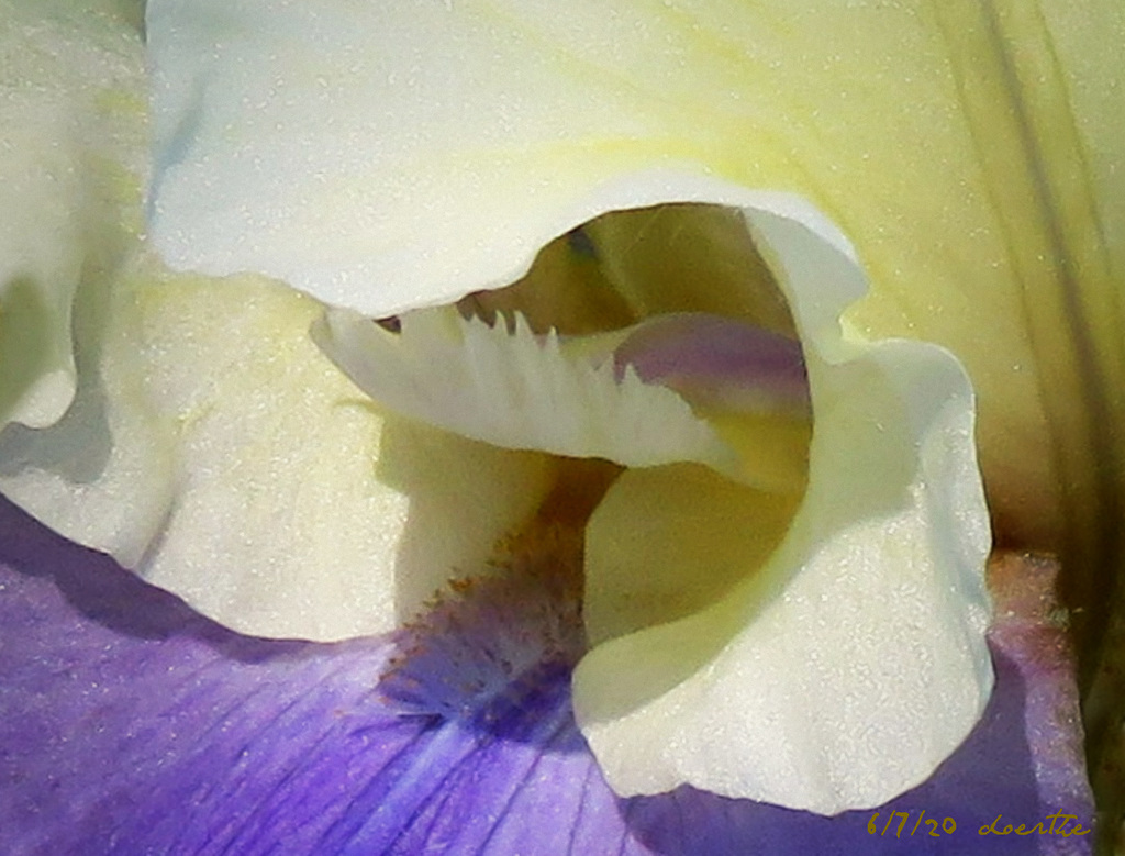 The heart of the iris