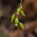 Corallorhiza odontorhiza (Autumn Coral Root orchid)