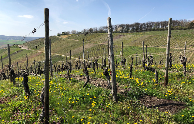 In den Weinbergen