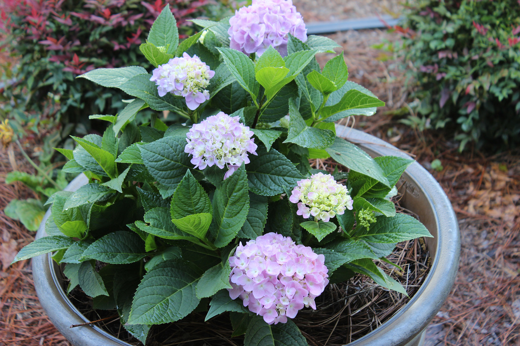 A young potted Hydrangea !!!  5-21