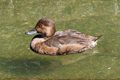 Female red head duck