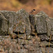 Stonechats at Woodhead  (1 of 7)