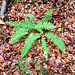 Gelappter Schildfarn (Polystichum aculeatum)