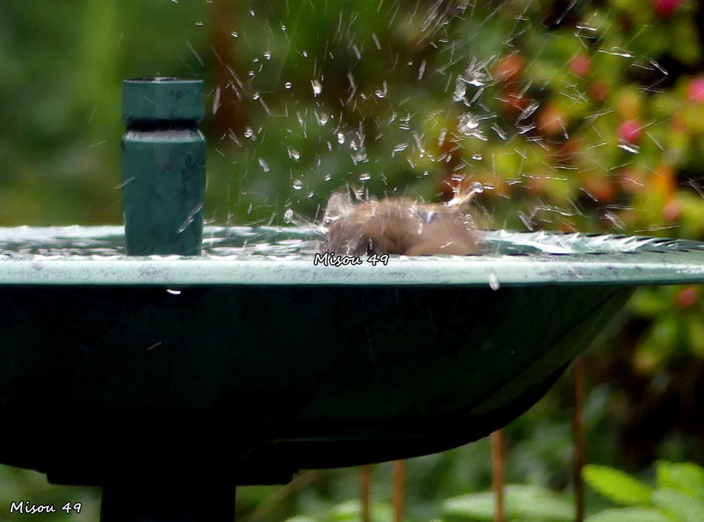 Dans mon jardin