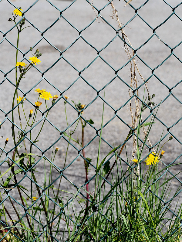 wild fence