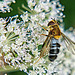 Pale-Saddled Leucozona on Hogweed