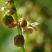 20230531 0367CPw [D~LIP] Wiesen-Sauer-Ampfer (Rumex acetosa), UWZ, Bad Salzuflen