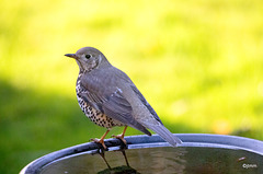 Mistle Thrush