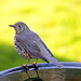 Mistle Thrush