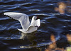 Black-Headed Gull